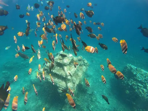 amedian snorkeling tour & scooter rental 2