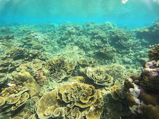 amedian snorkeling tour & scooter rental 4