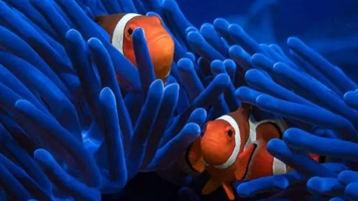 Amed Buddha Diving 1