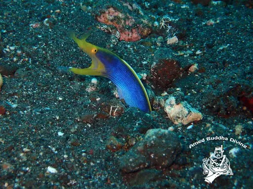 Amed Buddha Diving 3