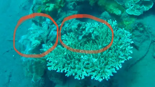 Amed Buddha Diving 4