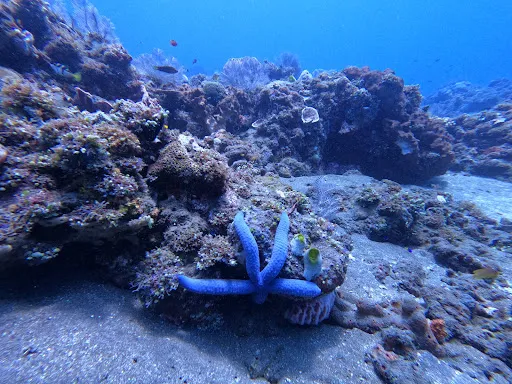 Eurodive Bali - PADI 5* Dive Center 2