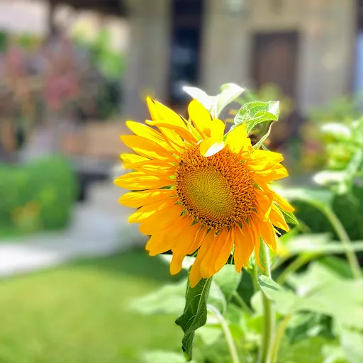 Hidden Paradise Cottages 4