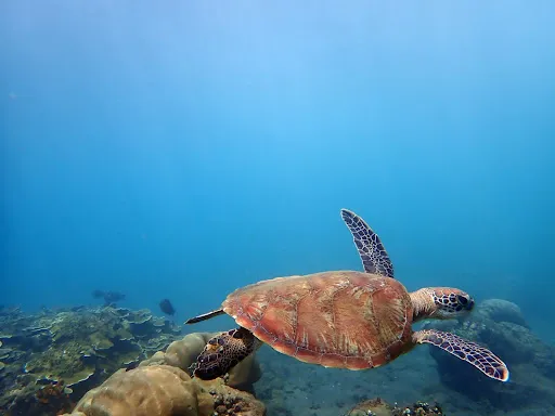 MADE AMED SNORKELING TOURS |Fishing & Sunset Best in Amed 1
