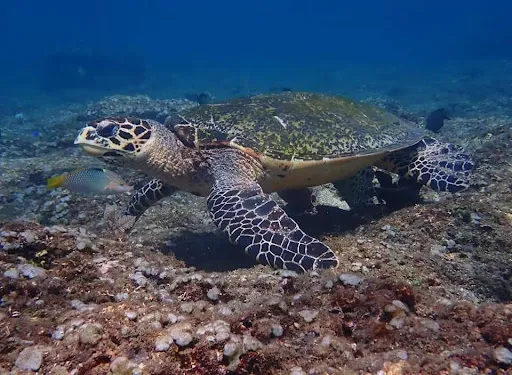 Diving Scuba Odessey Amed 1
