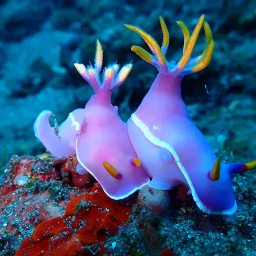 Diving Scuba Odessey Amed 2