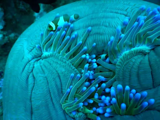 Diving Scuba Odessey Amed 4