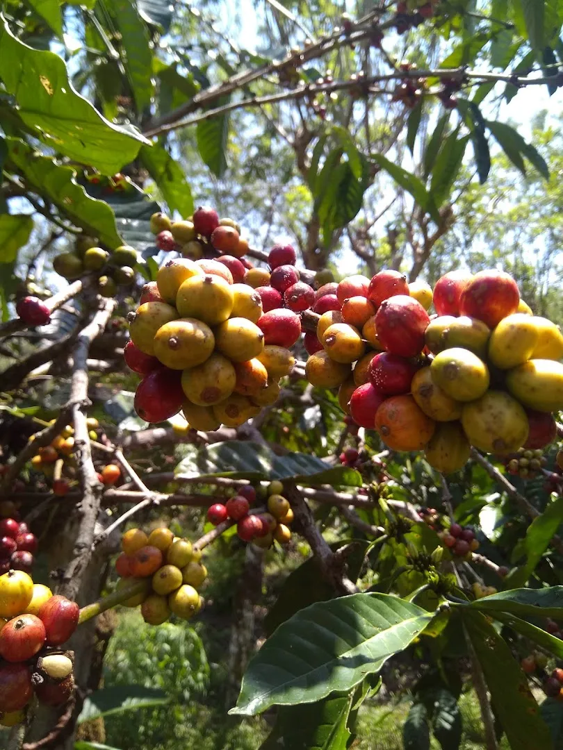 Perkebunan Kali Klatak 4