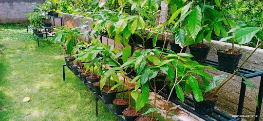 Kampung Coklat jembrana 4