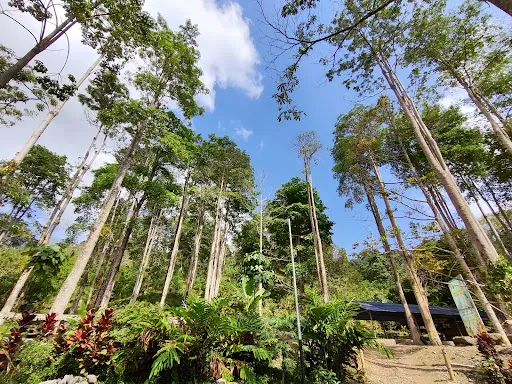 Mantu Cager (Manistutu Camping Ground) 3