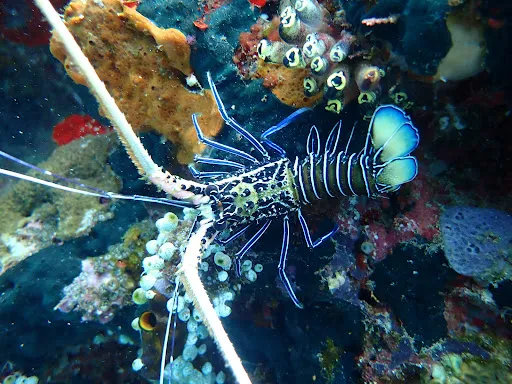 Ray Menjangan Dive 2