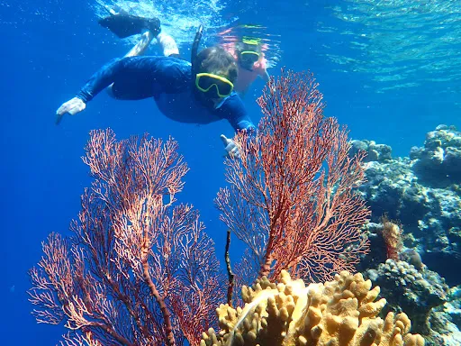 Ray Menjangan Dive 4