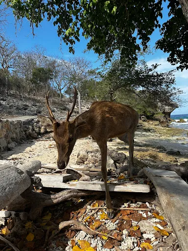 Menjangan West Bali Tour 3