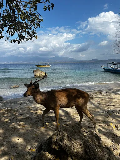 Menjangan West Bali Tour 4