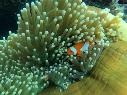 Snorkeling Menjangan 4