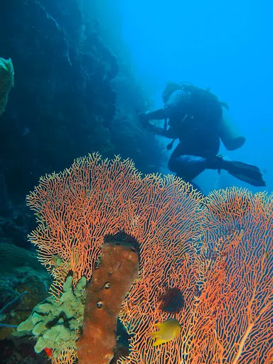 Mimpi Dive Center Menjangan 2