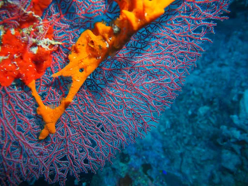 Mimpi Dive Center Menjangan 4