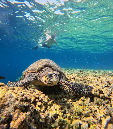 Blue Lagoon Dive Center 1