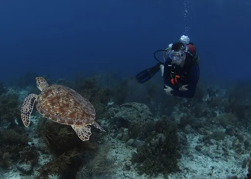 Bali Hai Diving Adventures Menjangan 3