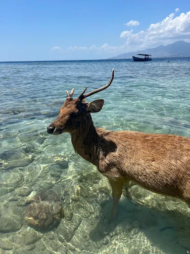 Dermaga Nusa Menjangan 2