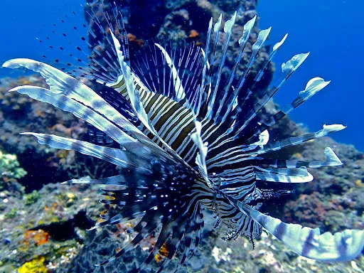 Bali Diving Academy Pemuteran 3