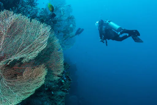 Dive Concepts Pemuteran 1