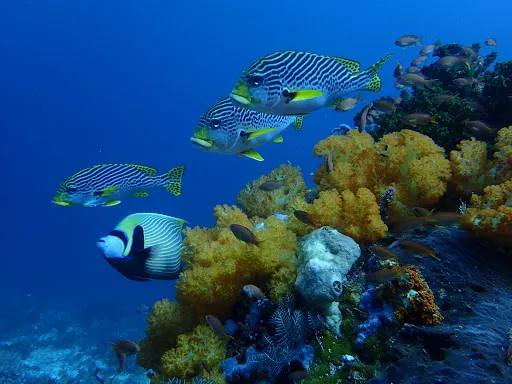 Dive Concepts Pemuteran 2