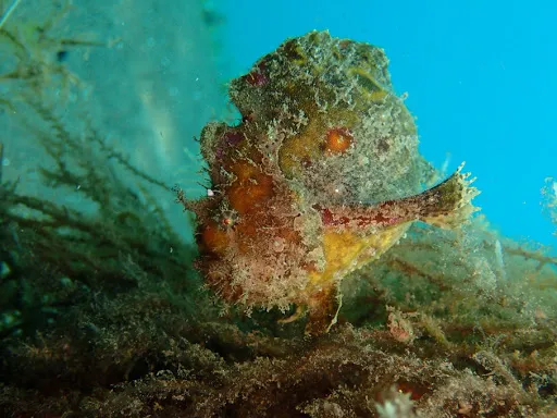 Dive Concepts Pemuteran 3