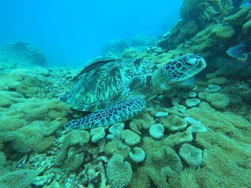 Dimpil Local Dive Shop 2