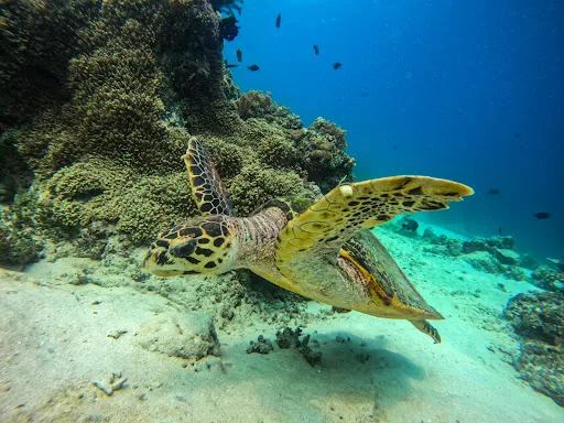 Bubble Dive Pemuteran 2