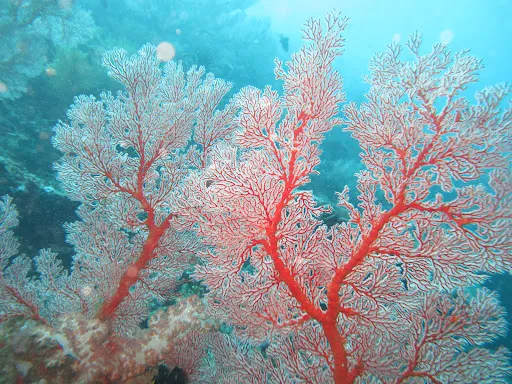 Bubble Dive Pemuteran 3