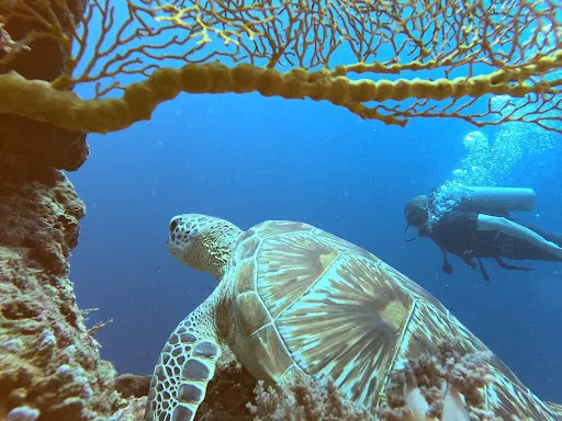 Bubble Dive Pemuteran 4