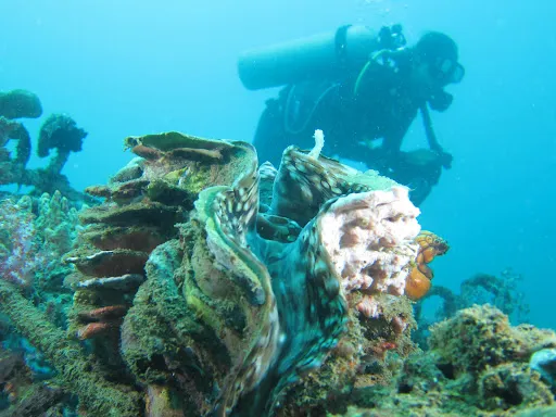 Mydas Dive Center Pemuteran 2
