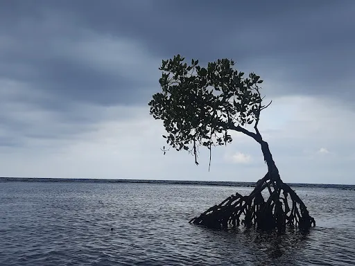 That Pemuteran Tree