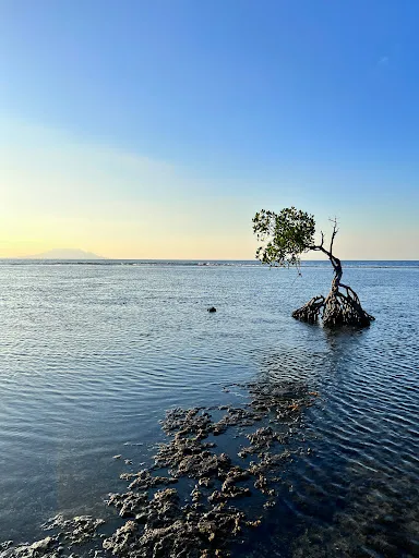 That Pemuteran Tree 1