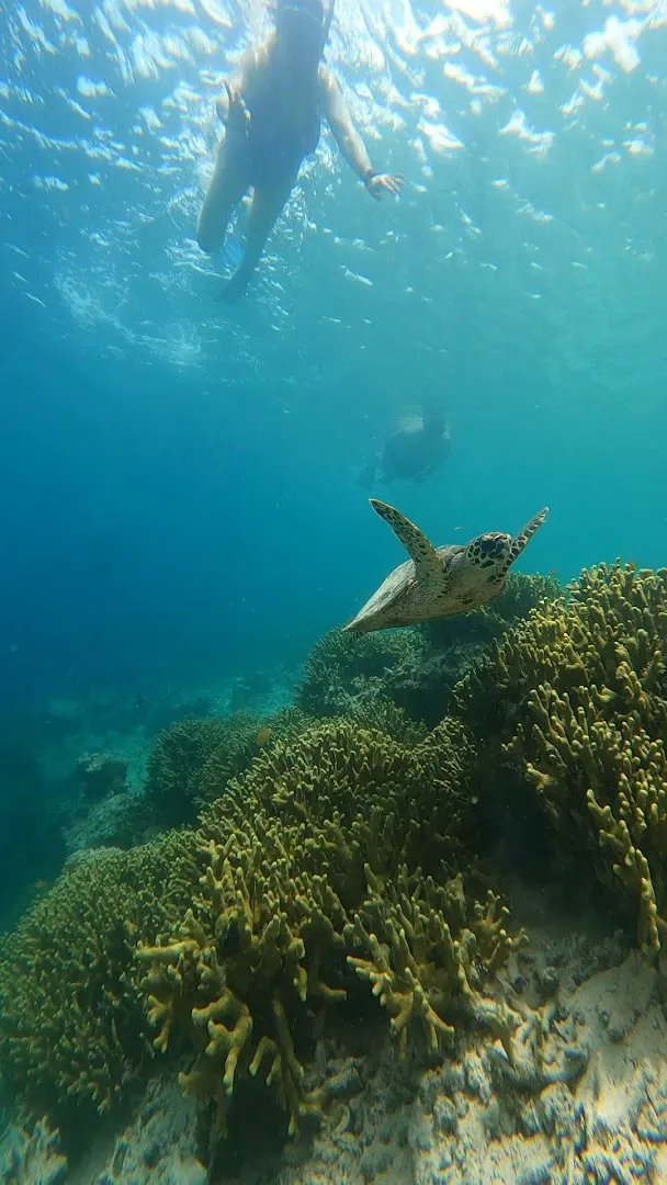 Pemuteran Menjangan Snorkeling & Diving 1