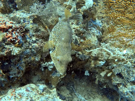 Phocéa Bali 2