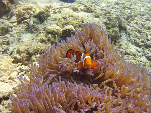 Phocéa Bali 3
