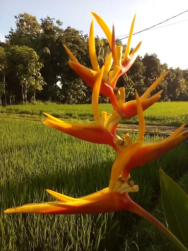Banyu Riris Villa 3