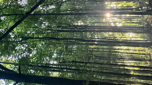 Tamblingan Jungle Track and Lake Canoe Expedition 1