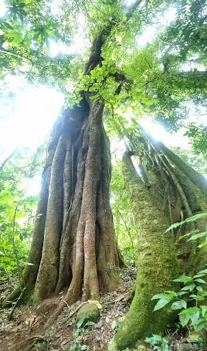 Tamblingan Jungle Track and Lake Canoe Expedition 2