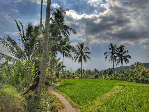 Rice Terraces Munduk