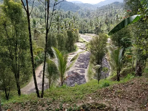 Rice Terraces Munduk 2