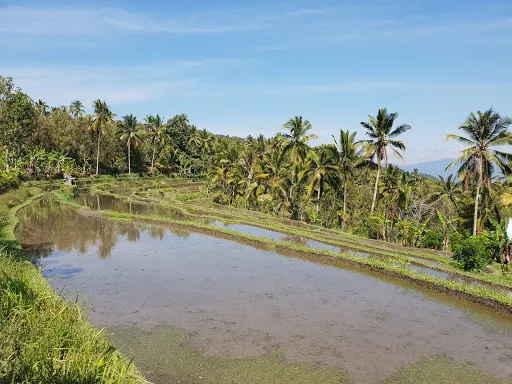 Rice Terraces Munduk 4