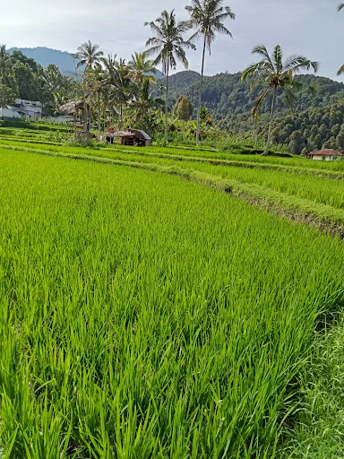 Dayang Rice Terraces 1