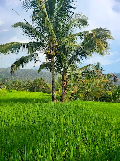 Dayang Rice Terraces 2