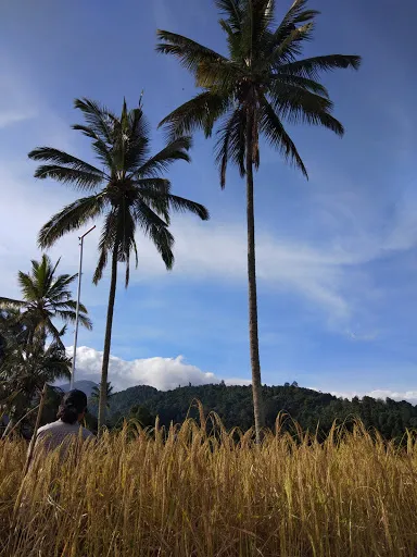 Dayang Rice Terraces 3