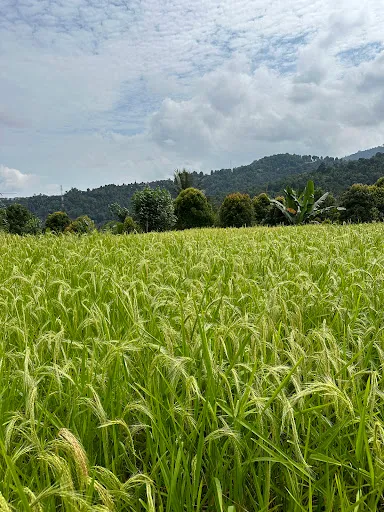 Dayang Rice Terraces 4