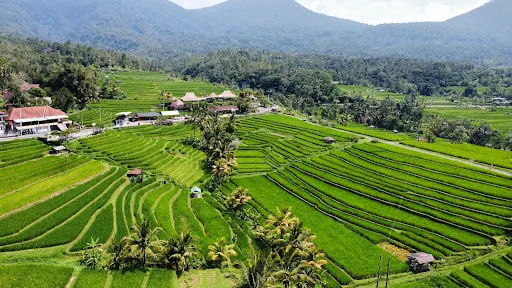 Munduk Gesing Taxi Driver Transport Tour and Transfer 3