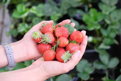 Fresh Strawberry 1